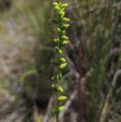 Microtis parviflora at QPRC LGA - 24 Dec 2023