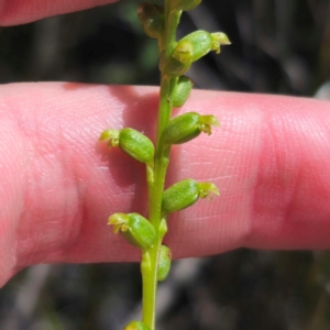 Microtis parviflora at QPRC LGA - 24 Dec 2023