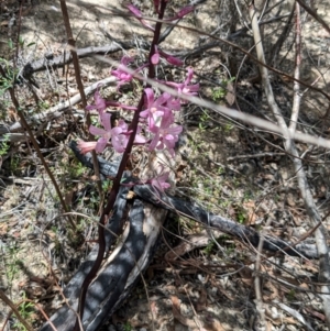 Dipodium roseum at Namadgi National Park - suppressed