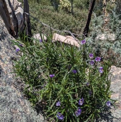 Solanum linearifolium (Kangaroo Apple) at Namadgi National Park - 17 Dec 2023 by jeremyahagan