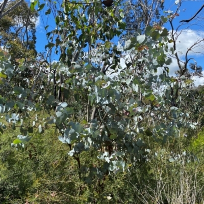 Eucalyptus canobolensis (Mount Canobolas Candlebark) at Canobolas, NSW - 24 Dec 2023 by JT1997