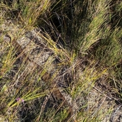 Unidentified Snake at Mallacoota, VIC - 6 Dec 2023 by NedJohnston