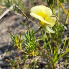 Gompholobium huegelii (Pale Wedge Pea) at Croajingolong National Park - 6 Dec 2023 by NedJohnston