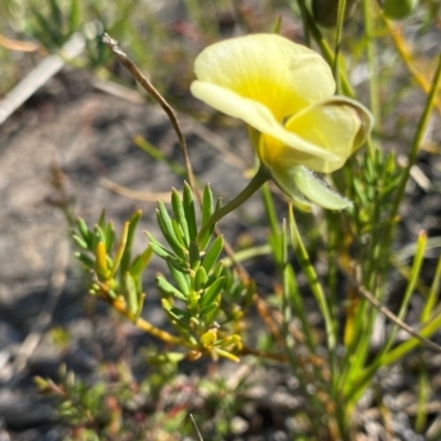 Gompholobium huegelii (Pale Wedge Pea) at Croajingolong National Park - 6 Dec 2023 by NedJohnston