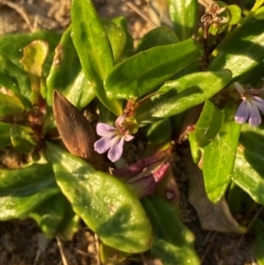 Lobelia anceps (Angled Lobelia) at Croajingolong National Park - 6 Dec 2023 by NedJohnston