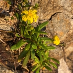 Senecio pinnatifolius at Croajingolong National Park - 6 Dec 2023 by NedJohnston