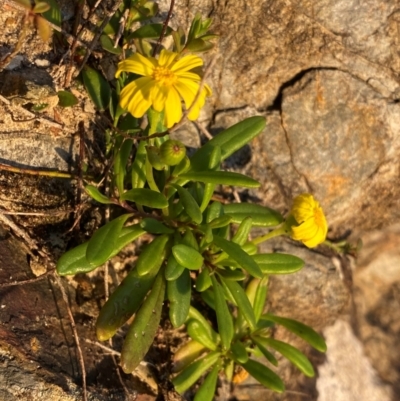 Senecio pinnatifolius at Croajingolong National Park - 6 Dec 2023 by NedJohnston