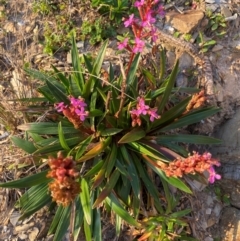 Stylidium armeria subsp. armeria (thrift trigger plant) at Croajingolong National Park - 6 Dec 2023 by NedJohnston