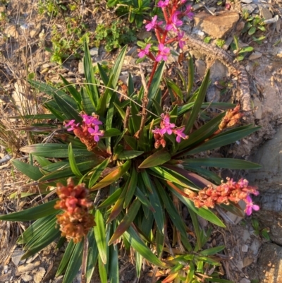 Stylidium armeria (Thrift-leaved Triggerplant) at Croajingolong National Park - 6 Dec 2023 by NedJohnston