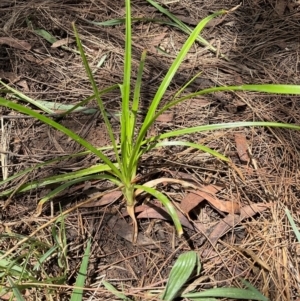 Cyperus eragrostis at Higgins Woodland - 24 Dec 2023 12:07 PM