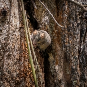 Antechinus agilis at Lower Cotter Catchment - 24 Dec 2023 11:32 AM