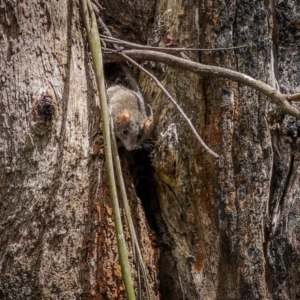 Antechinus agilis at Lower Cotter Catchment - 24 Dec 2023 11:32 AM