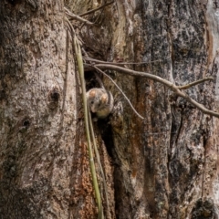 Antechinus agilis at Lower Cotter Catchment - 24 Dec 2023 11:32 AM