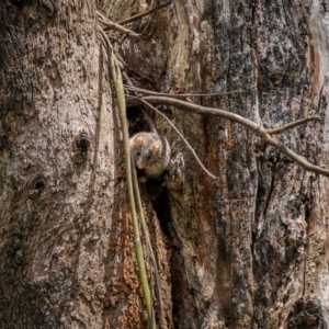 Antechinus agilis at Lower Cotter Catchment - 24 Dec 2023 11:32 AM