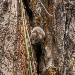 Antechinus agilis at Lower Cotter Catchment - 24 Dec 2023 11:32 AM