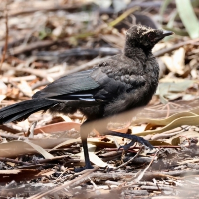 Corcorax melanorhamphos (White-winged Chough) at Hughes, ACT - 23 Dec 2023 by LisaH