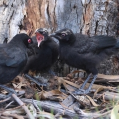 Corcorax melanorhamphos at Hughes, ACT - 23 Dec 2023