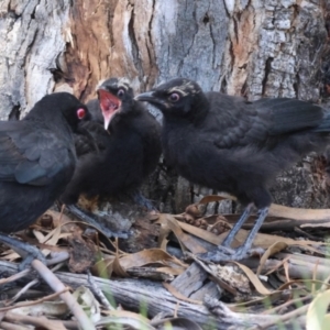 Corcorax melanorhamphos at Hughes, ACT - 23 Dec 2023