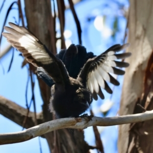 Corcorax melanorhamphos at Hughes, ACT - 23 Dec 2023