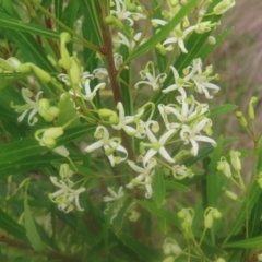 Lomatia myricoides at QPRC LGA - 23 Dec 2023 02:57 PM