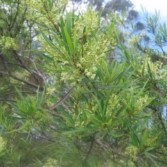 Lomatia myricoides at QPRC LGA - 23 Dec 2023 02:57 PM