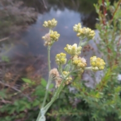 Pseudognaphalium luteoalbum (Jersey Cudweed) at Mongarlowe River - 23 Dec 2023 by MatthewFrawley