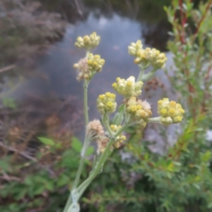 Pseudognaphalium luteoalbum at QPRC LGA - 23 Dec 2023