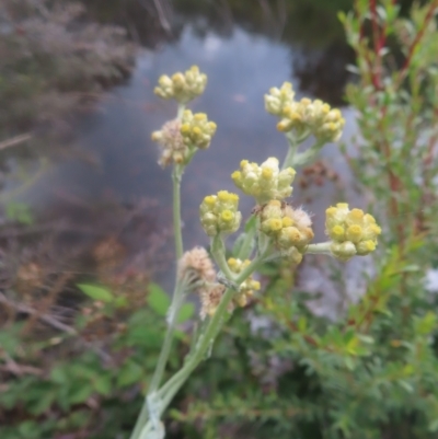 Pseudognaphalium luteoalbum (Jersey Cudweed) at Mongarlowe, NSW - 23 Dec 2023 by MatthewFrawley