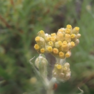 Pseudognaphalium luteoalbum at QPRC LGA - 23 Dec 2023