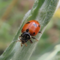 Hippodamia variegata (Spotted Amber Ladybird) at Mongarlowe River - 23 Dec 2023 by MatthewFrawley