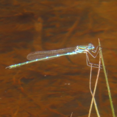 Austrolestes cingulatus (Metallic Ringtail) at Mongarlowe River - 23 Dec 2023 by MatthewFrawley