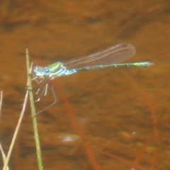 Austrolestes cingulatus at QPRC LGA - 23 Dec 2023 03:07 PM