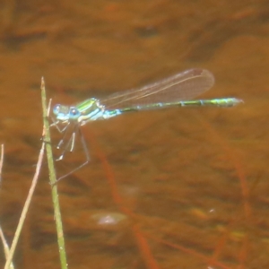 Austrolestes cingulatus at QPRC LGA - 23 Dec 2023 03:07 PM