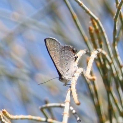 Acrodipsas aurata (Golden Ant-blue) at Mount Ainslie - 18 Feb 2023 by DavidForrester