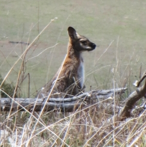 Notamacropus rufogriseus at The Pinnacle - 23 Nov 2018