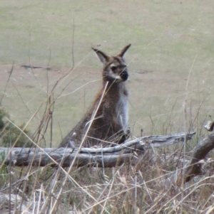 Notamacropus rufogriseus at The Pinnacle - 23 Nov 2018 04:55 PM