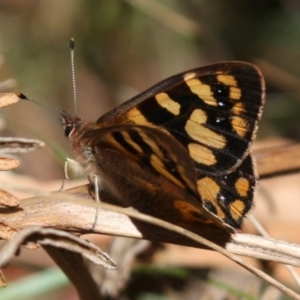 Argynnina cyrila at Tidbinbilla Nature Reserve - 13 Oct 2023