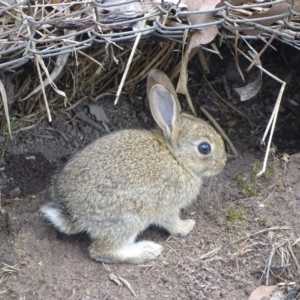 Oryctolagus cuniculus at O'Malley, ACT - 24 Dec 2023 10:22 AM