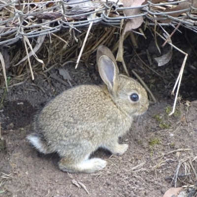 Oryctolagus cuniculus (European Rabbit) at O'Malley, ACT - 23 Dec 2023 by Mike
