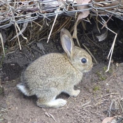 Oryctolagus cuniculus (European Rabbit) at O'Malley, ACT - 24 Dec 2023 by Mike