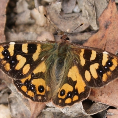 Argynnina cyrila (Forest brown, Cyril's brown) at Tidbinbilla Nature Reserve - 21 Oct 2023 by DavidForrester