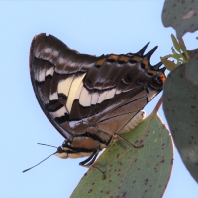 Charaxes sempronius (Tailed Emperor) at Mount Ainslie - 17 Dec 2023 by DavidForrester