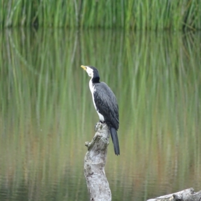 Microcarbo melanoleucos (Little Pied Cormorant) at Mount Mugga Mugga - 24 Dec 2023 by Mike