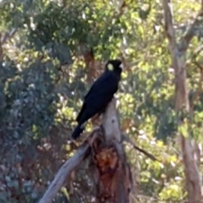 Zanda funerea (Yellow-tailed Black-Cockatoo) at The Pinnacle - 29 Aug 2018 by sangio7