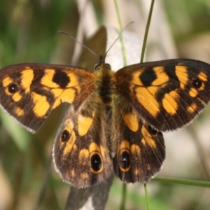 Heteronympha cordace at Kosciuszko National Park - 15 Dec 2023 03:28 PM