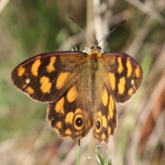 Heteronympha solandri (Solander's Brown) at Wilsons Valley, NSW - 15 Dec 2023 by DavidForrester