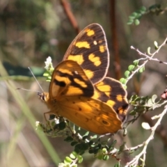 Heteronympha solandri (Solander's Brown) at Kosciuszko National Park - 15 Dec 2023 by DavidForrester