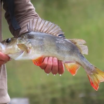 Perca fluviatilis (Redfin) at Gordon Pond - 24 Dec 2023 by RodDeb