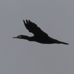 Phalacrocorax carbo (Great Cormorant) at Gordon, ACT - 24 Dec 2023 by RodDeb