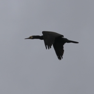 Phalacrocorax carbo at Gordon Pond - 24 Dec 2023 01:45 PM